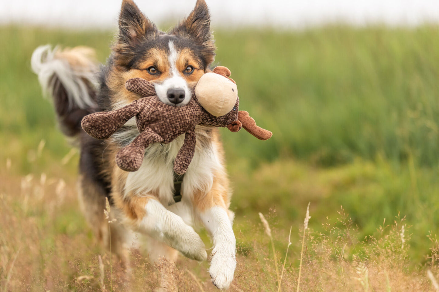 Trixie Alce 361006, gioco in peluche per cani, peluche morbido cane, gioco Trixie cane, accessori gioco per cani