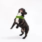 pettorina cane regolabile, pettorina cane easy fit, tre ponti cane, pettorina cane piccola taglia, pettorina cane media taglia, pettorina cuccioli regolabile, pettorina cane rifrangente, pettorina sicurezza cane, pettorina Made in Italy cane, pettorina sottopancia regolabile