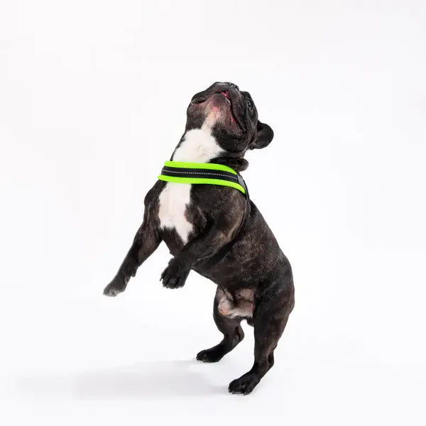 pettorina cane regolabile, pettorina cane easy fit, tre ponti cane, pettorina cane piccola taglia, pettorina cane media taglia, pettorina cuccioli regolabile, pettorina cane rifrangente, pettorina sicurezza cane, pettorina Made in Italy cane, pettorina sottopancia regolabile