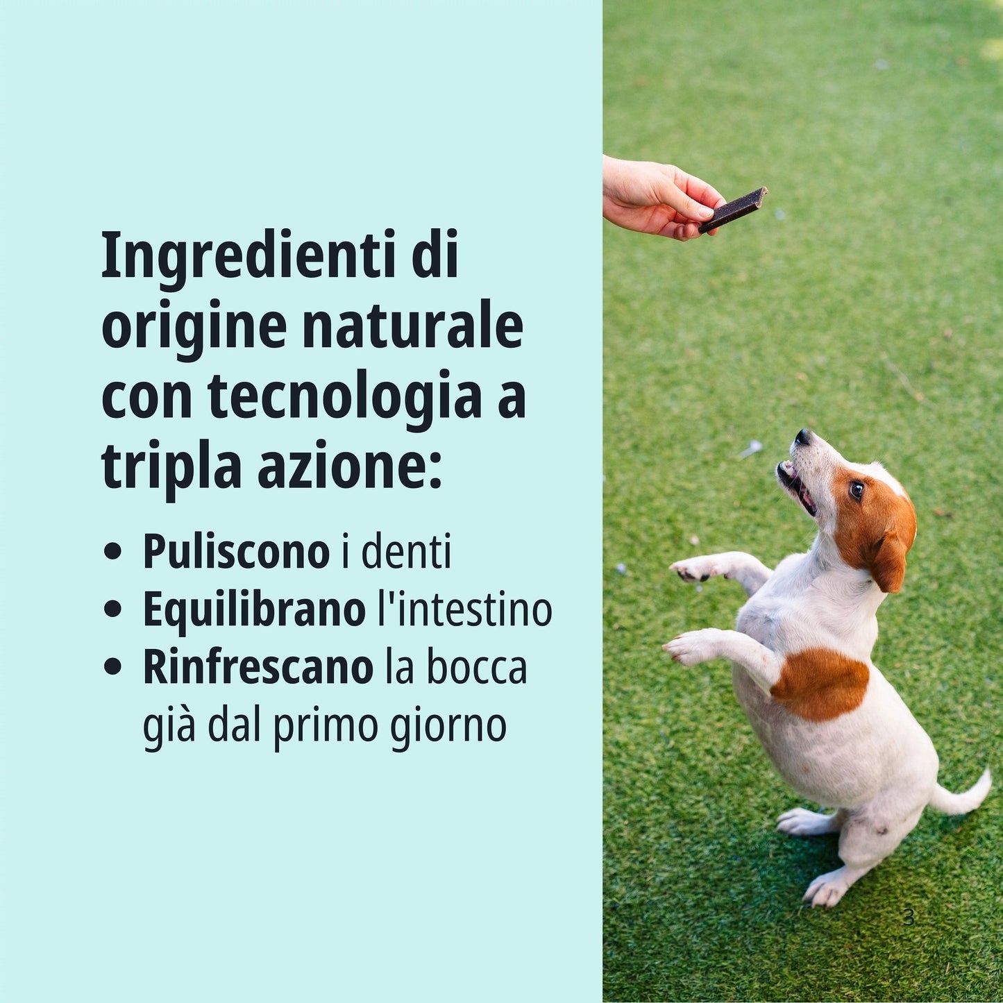 Igiene orale cane, pulizia denti, denti cane, tartaro cane, snack per cane, snack cane, dentastix, virbac veggiedent fresh